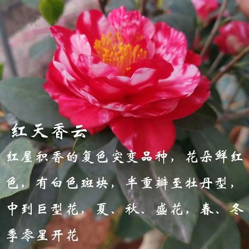 红天香云红屋积香 重瓣四季杜鹃红山茶花系列新品种