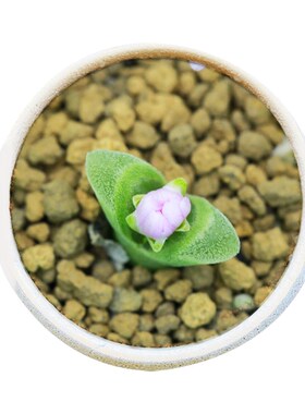 8年CR1340冰风铃优选番杏肉A锥生石花屁股花pp花盆栽植物爱萌多肉