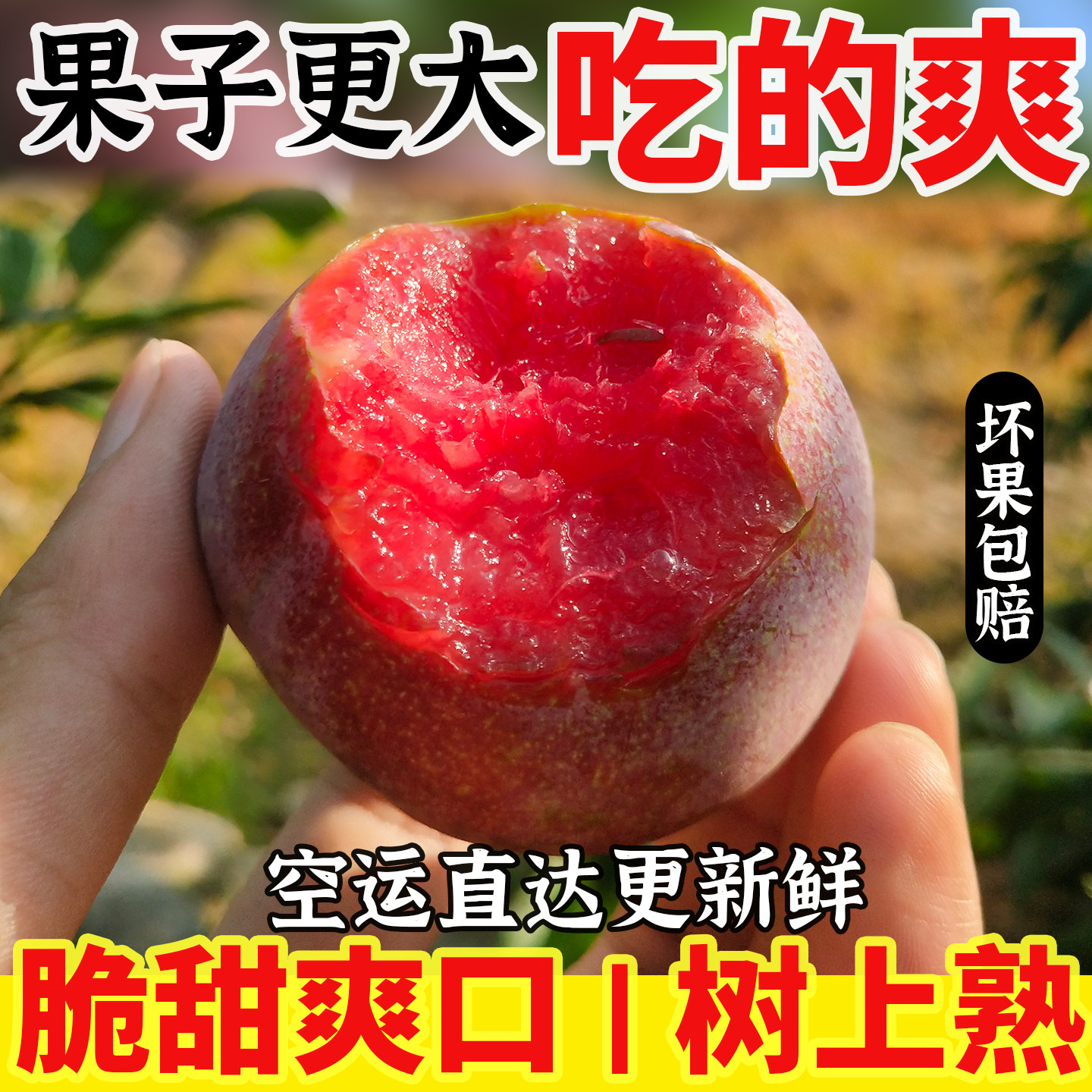 正宗三华李!芙蓉李!红心李