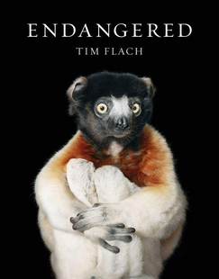 进口英文原版 Endangered 濒危动物摄影集