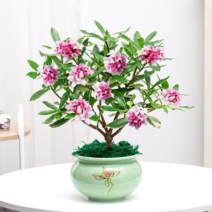 耐寒开花芳香金边瑞香花盆栽花卉植物室内花四季常绿客厅阳台桌面