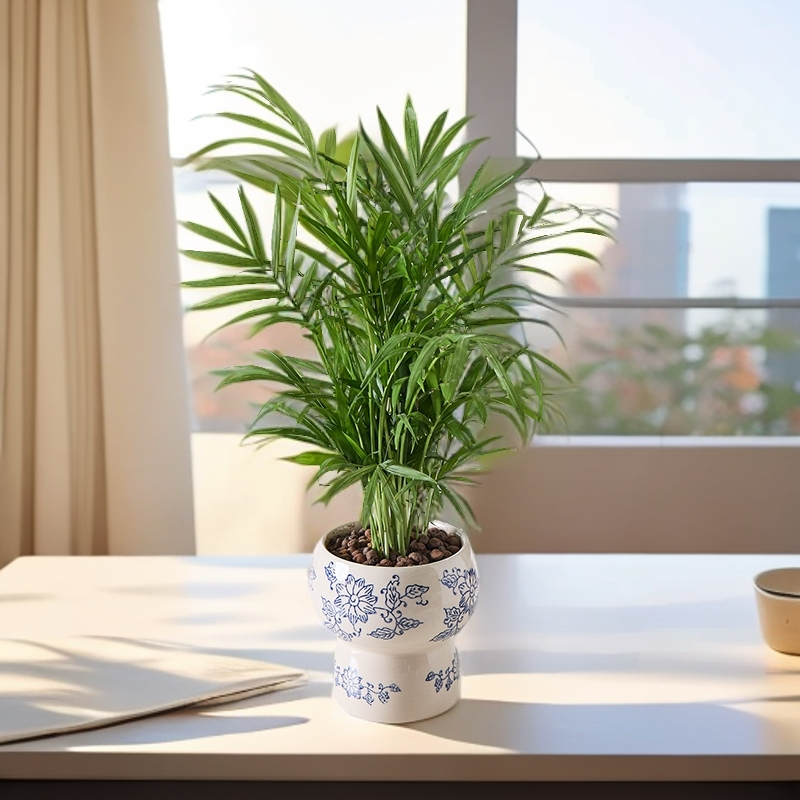 袖珍椰子盆栽植物室内客厅四季常绿美观好养易活茶几花草树苗盆景