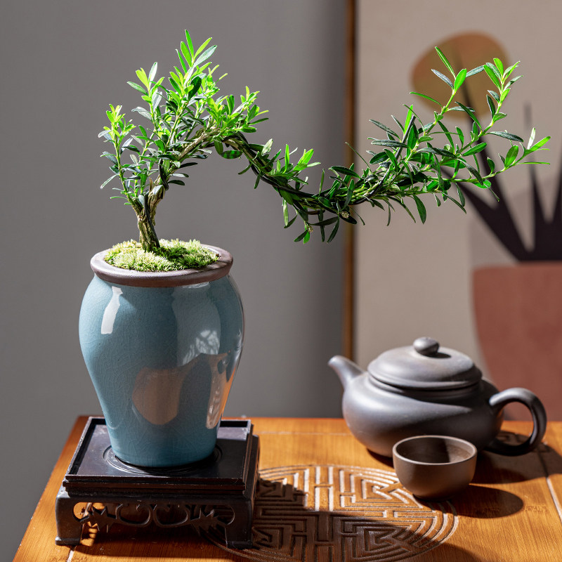 悬崖黄杨造型盆景植物盆栽花卉室内花四季青客厅桌面摆件绿植树苗,鲜花速递/花卉仿真/绿植园艺,绿植,淘宝优惠券,粉丝福利购,淘宝优惠卷