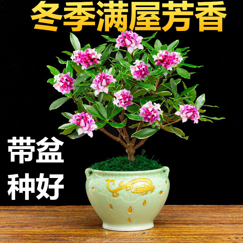 金边瑞香盆栽浓香型花卉老桩冬季开花耐寒北方美观室内客厅四季青