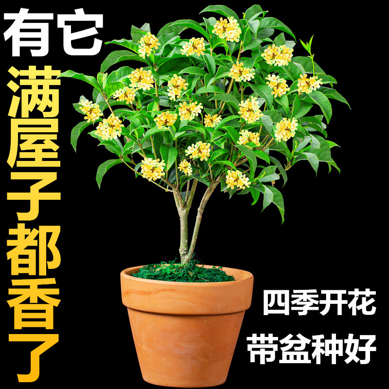 四季桂花盆栽花卉植物室内花四季青树苗阳台庭院桌面芳香开花观花 鲜花速递/花卉仿真/绿植园艺 时令草本花卉 原图主图