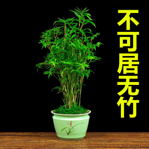 米竹庭院四季常青好养盆栽