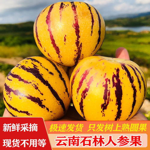 云南石林人参果新鲜鲜蔡家领券