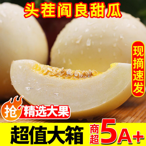 现摘现发新鲜小籽阎良甜瓜