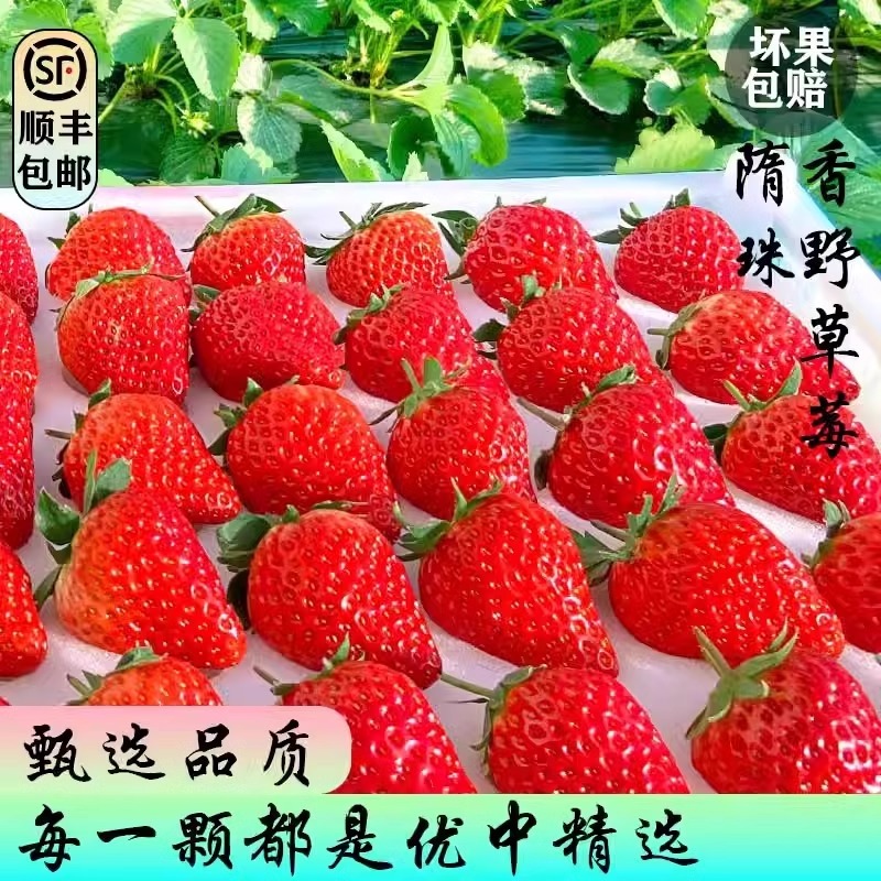香野草莓山东特产新鲜水果