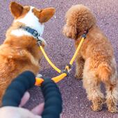 狗狗牵引绳一拖二遛狗绳子双头两只小中大型犬宠物泰迪柯基狗链子