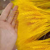 天然金色麦穗开业大麦DIY干花鲜花插花客厅装 饰摆件拍照道具花束