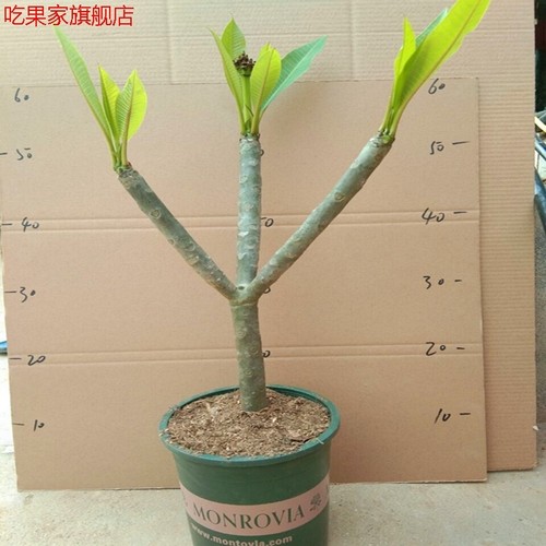 室内摆放植物价格 室内摆放植物图片 星期三