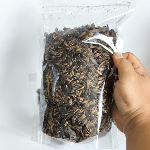 黑蟋蟀黑蛐蛐干虫虫粉异宠粮鸟粮食蛇粮蜥蜴食谱零食饲料昆虫食谱