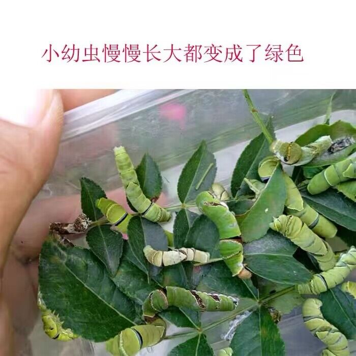 蝴蝶虫卵糖宝柑橘凤蝶玉带蝶活体