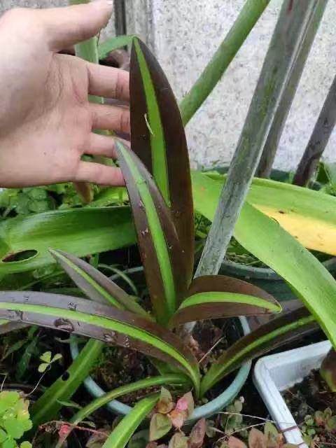 特殊品种 朱顶红山度士小苗种球 阳台开花植物,宠物/宠物食品及用品,水草,淘宝优惠券,粉丝福利购,淘宝优惠卷