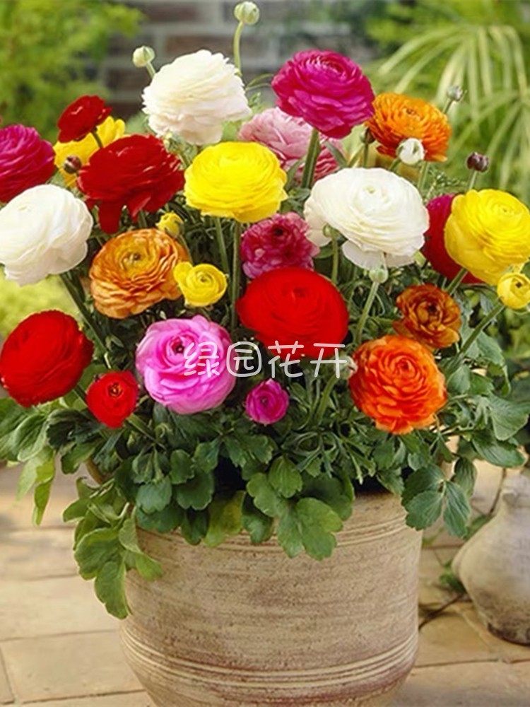 23年新球现货 花毛茛种球 洋牡丹球根种子 阳台宿根花卉