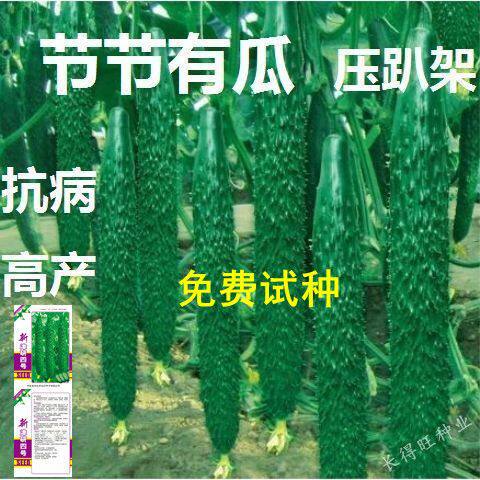 春季四季播蔬菜种子盆栽阳台