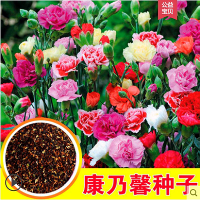 花种子四季花卉观花植物室内花