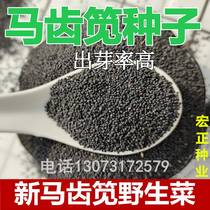 新马齿苋种子保健野菜长寿菜种籽野生食用野菜马齿苋阳台种植