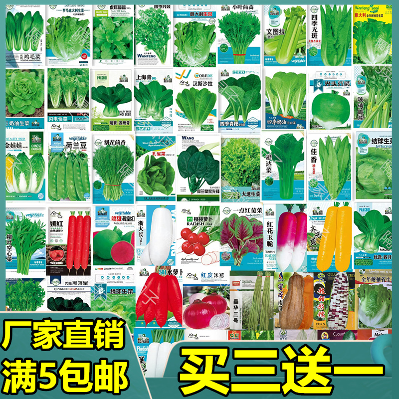 四季夏季阳台盆栽蔬菜种子