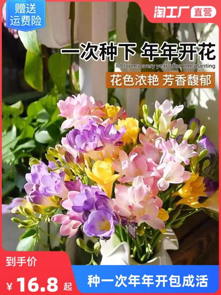 香雪兰种球重瓣小仓兰盆栽花卉植物花种子四季易种室内外开花,宠物/宠物食品及用品,水草,淘宝优惠券,粉丝福利购,淘宝优惠卷