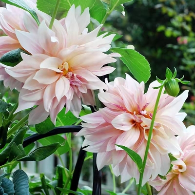 大丽花种球根花卉盆栽庭院