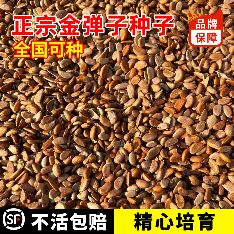 金弹子种子葫芦蛋果鸡血红老鸦柿种籽人参果盆景树种图片