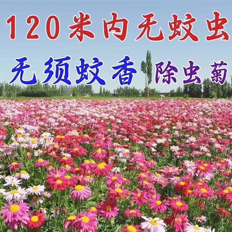 除虫菊花种子防虫种孑室内花种籽子驱蚊虫植物花籽一年四季都开花,宠物/宠物食品及用品,水草,淘宝优惠券,粉丝福利购,淘宝优惠卷