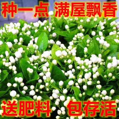 茉莉花种孑风车茉莉籽虎头茉莉紫茉莉花卉种子盆栽植物室内