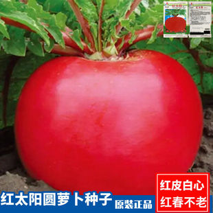 红太阳萝卜种子红皮白心春不老圆萝卜籽灯笼秋播农家庭院蔬菜种子