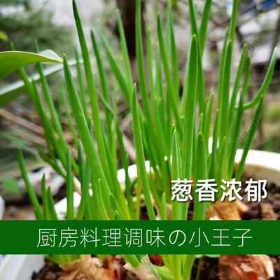 红头葱种子蔬菜葱苗小葱孑