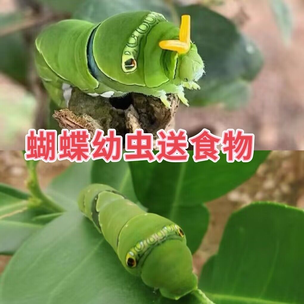 蝴蝶幼虫活体饲养套餐蚕宝宝
