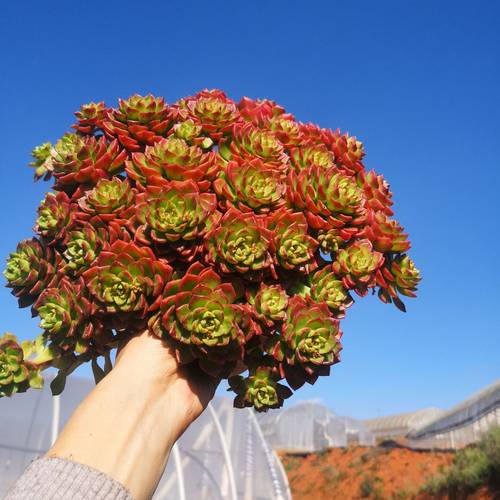 多肉花卉盆栽超大群生火焰蒂亚多肉植物老桩红灯笼阳台盆栽绿植