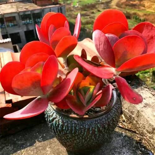 唐印多肉植物群生老桩盆栽红色新手办公室桌面绿植阳台防辐射花卉