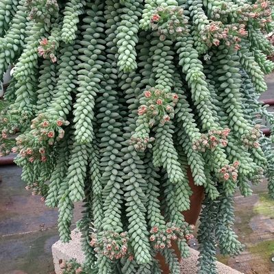 新玉坠多肉植物缀帘款串花