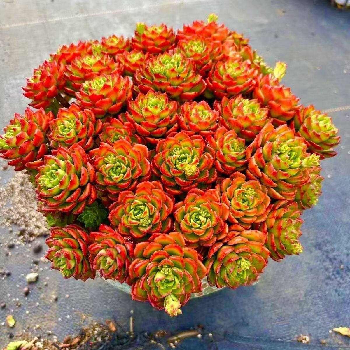 火焰玫瑰蒂亚超大老桩多肉