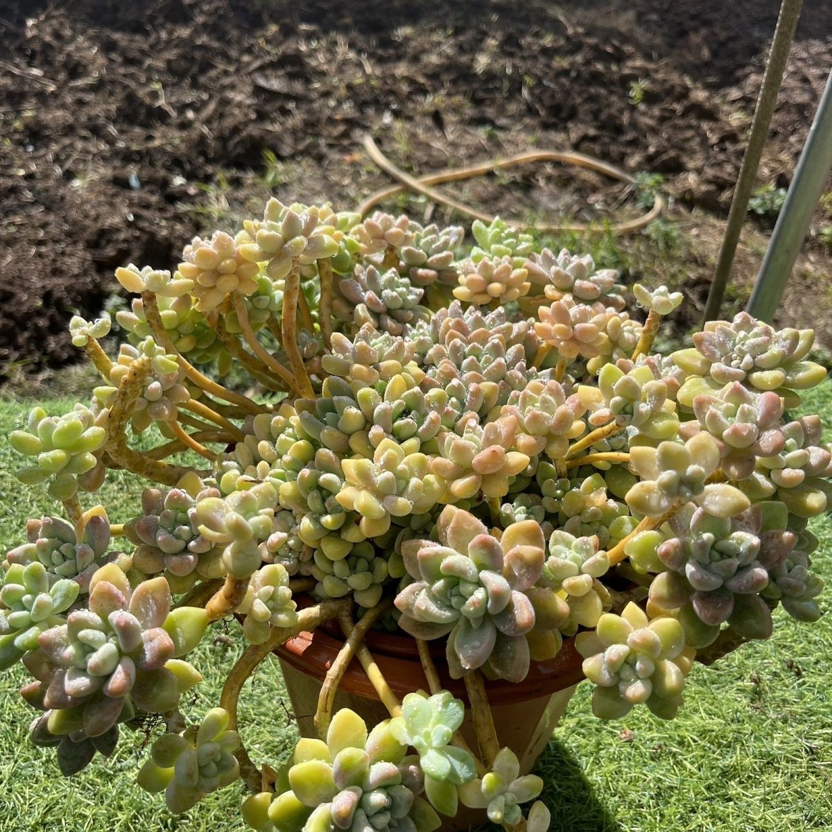 新款懒人高档室外多肉植物老桩奶酪蛋糕老桩手捧自然无砍群生