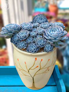 多肉肉植物鲁氐蓝石莲花卉盆栽阳台庭院萌肉肉绿植新手好养耐寒热