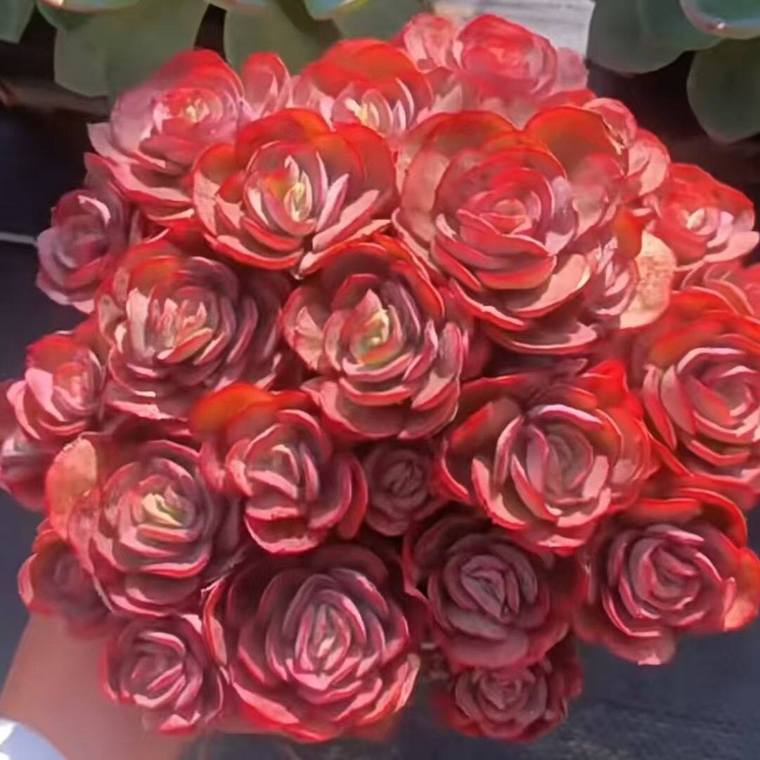 手捧花群生多头秀妍多肉植物盆栽秀研办公室内红色肉肉绿植花卉