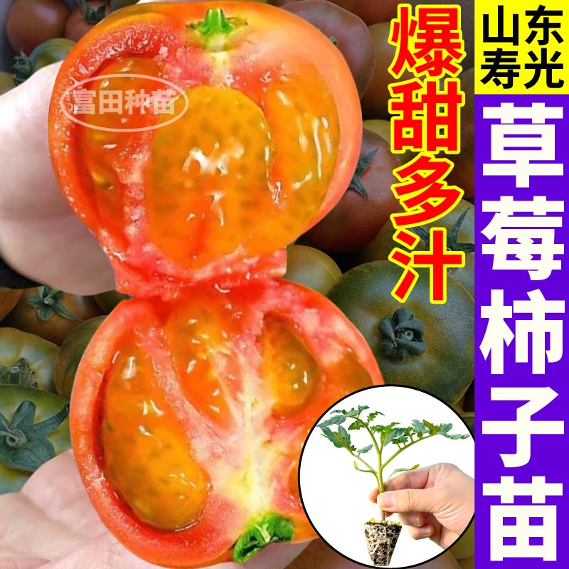 正宗东北草莓西红柿苗秧苗铁皮柿子种子高产四季农家西红柿水果