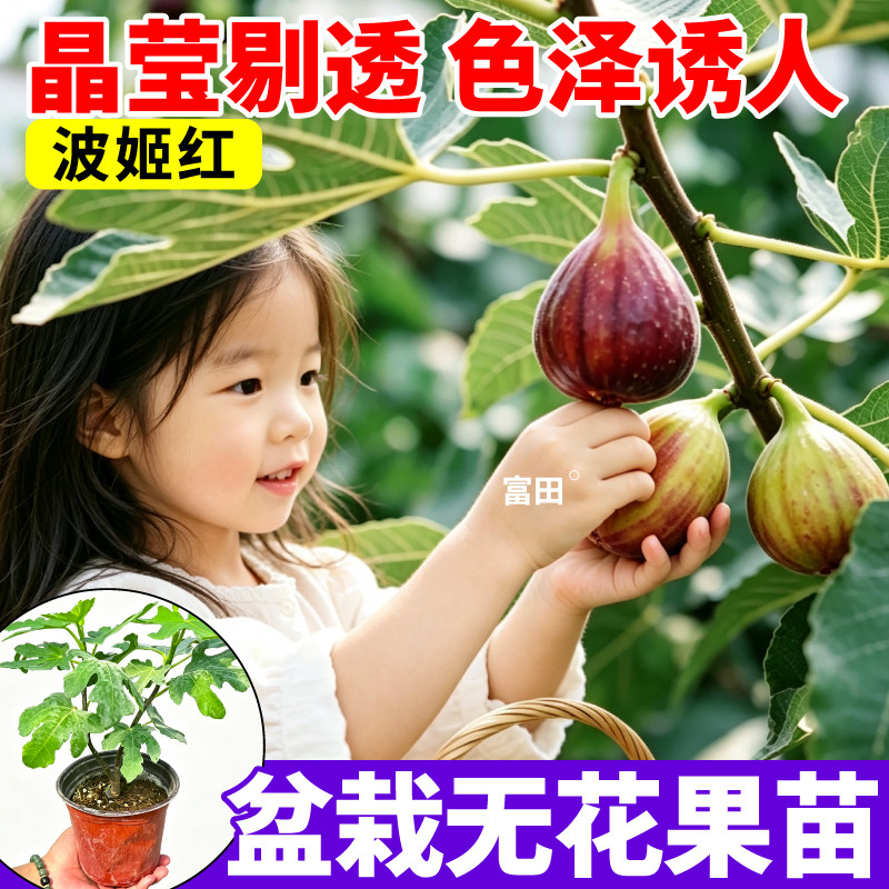 特大波姬红无花果盆栽果树苗超甜南北方耐寒矮化盆栽地载当年结果