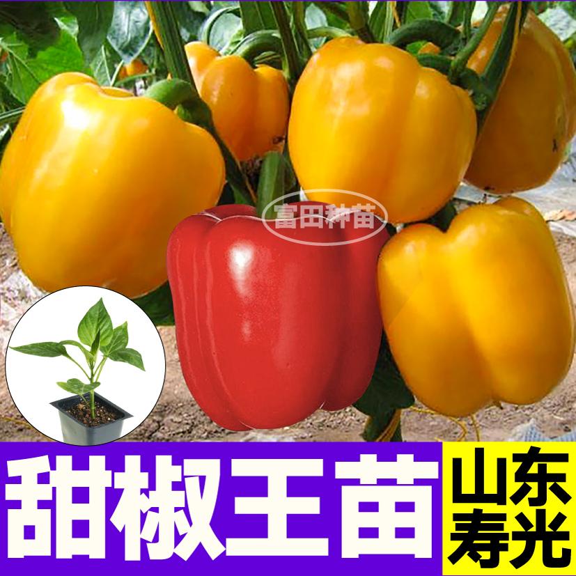 寿光甜椒王苗秧大果红黄紫绿方椒太空椒种子高产四季小院阳台盆栽