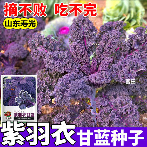 超级食物紫羽衣甘蓝种子正宗可观赏可食用绿羽衣甘蓝四季播种蔬菜