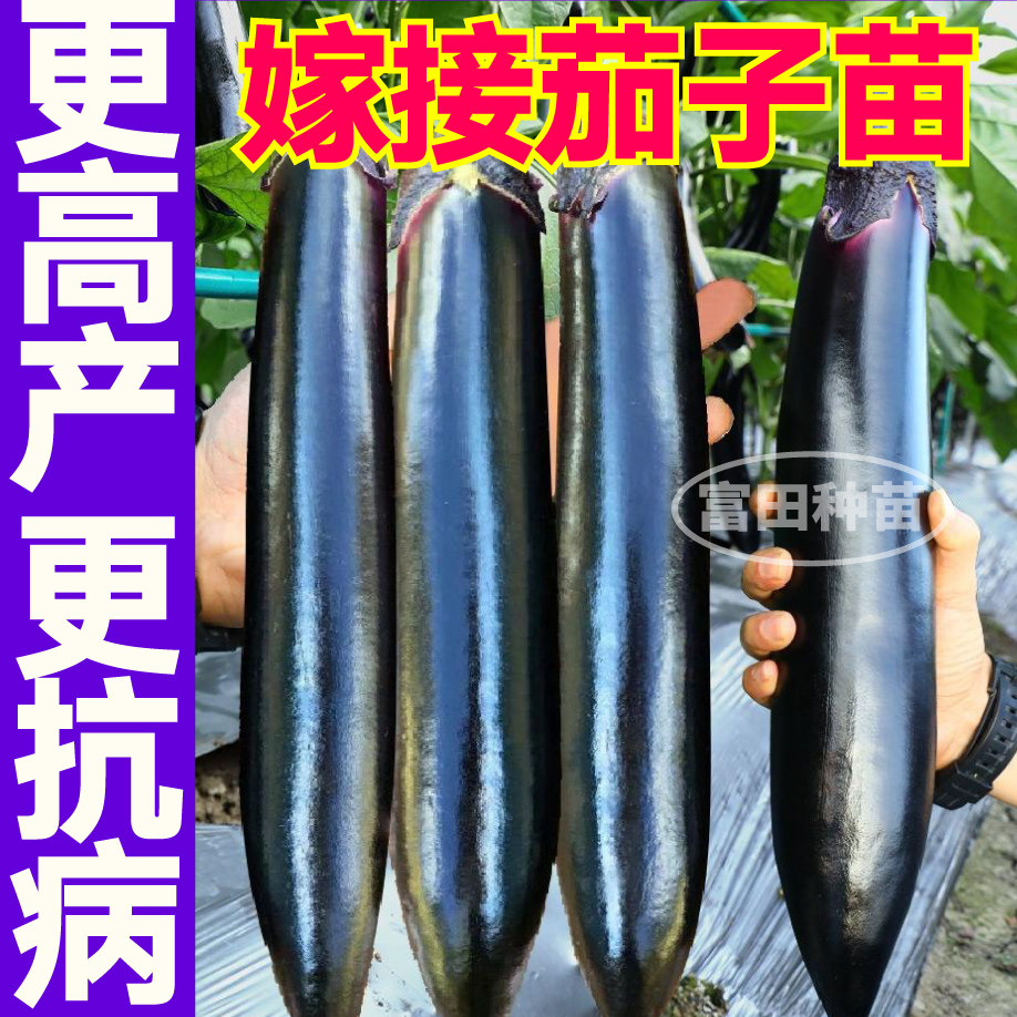 山东寿光嫁接大龙长茄苗秧四季高产抗病紫黑色长茄圆茄种子蔬菜苗