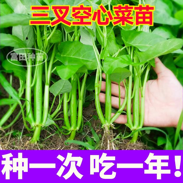 寿光大叶三叉空心菜苗秧苗高产盆栽多茬采收四季蔬菜种子大田小院
