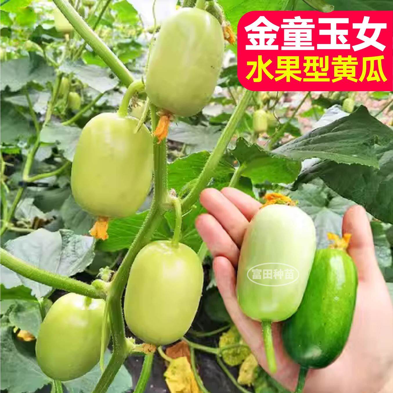 迷你金童玉女水果黄瓜种籽子小拇指黄瓜种子迷你黄瓜种子四季盆栽