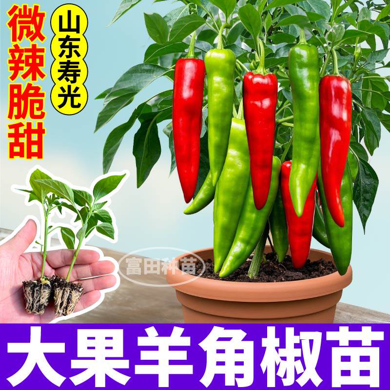 高产薄皮大果羊角青椒苗秧尖椒辣椒苗种子春秋四季盆栽寿光蔬菜苗