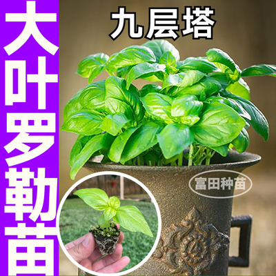 大叶甜罗勒苗秧发土球驱蚊调味食用绿紫九层塔种子阳台盆栽小院