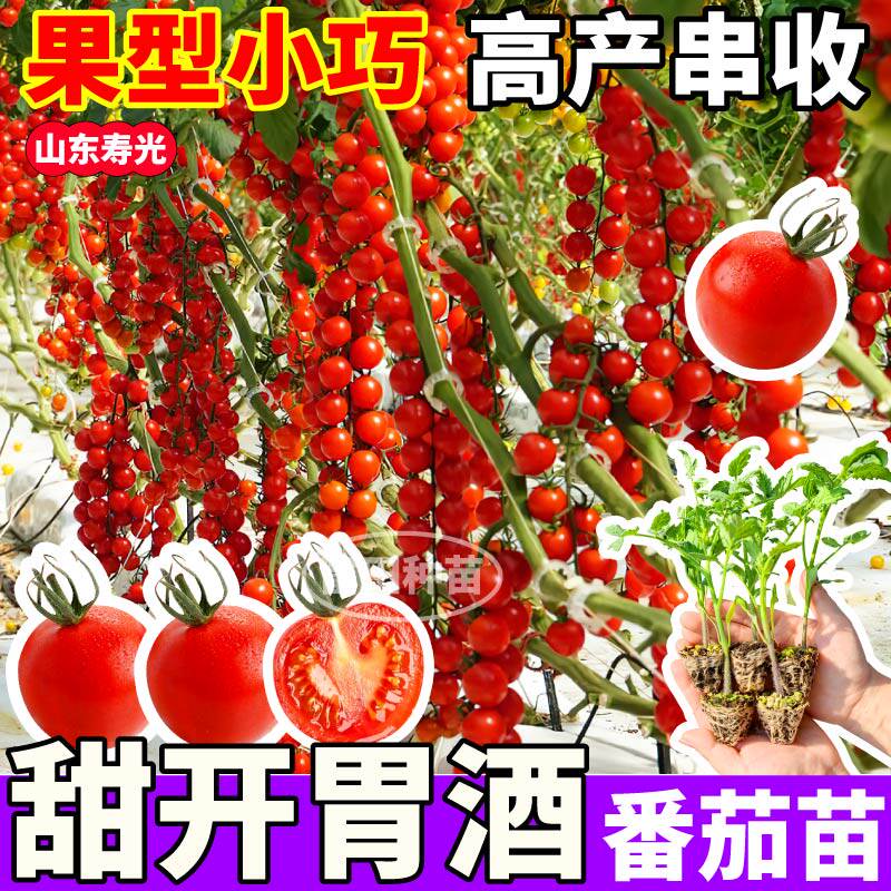 山东寿光爆甜甜开胃酒番茄苗果实苗秧红黄白小樱桃番茄种子四季