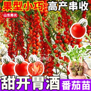 山东寿光爆甜甜开胃酒番茄苗果实苗秧红黄白小樱桃番茄种子四季